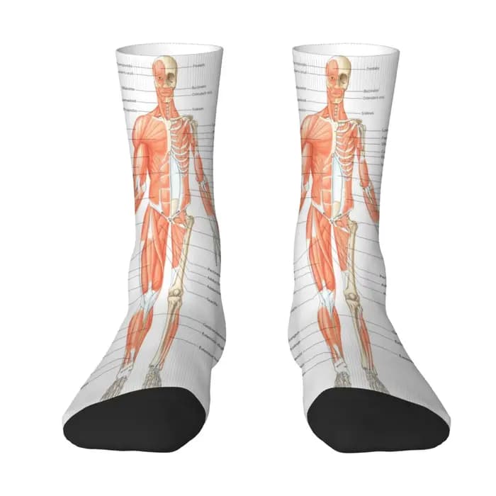 Chaussettes mi-mollet pour hommes, à thème médical, avec motif anatomie musculaire humaine, conforta
